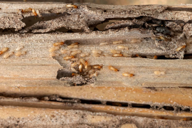 Professional Pest Control in Golden Grove, SC