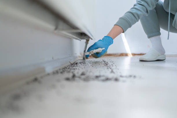 Best Local Pest Control Services  in Golden Grove, SC
